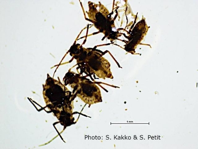 Alien Aphid Detected on Kangaroo Island